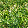 Fruchtfoto Vicia sylvatica