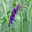 Portraitfoto Vicia villosa subsp.villosa