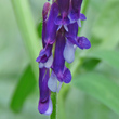 Blütenfoto Vicia villosa subsp.villosa