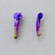 Foto Kelch Vicia villosa subsp.villosa