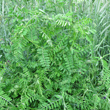 Habitusfoto Vicia villosa subsp.villosa