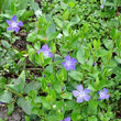 Habitusfoto Vinca major