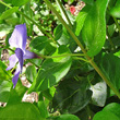 Foto von Besonderheit Vinca major