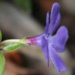 Blütenfoto Vinca minor