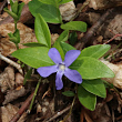 Blätterfoto Vinca minor