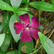 Foto von Besonderheit Vinca minor