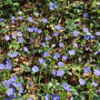 Habitusfoto Vinca minor