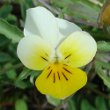 Portraitfoto Viola arvensis