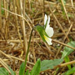 Blütenfoto Viola arvensis