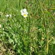 Habitusfoto Viola arvensis