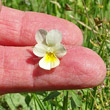 Foto von Besonderheit Viola arvensis