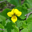 Portraitfoto Viola biflora