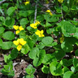 Habitusfoto Viola biflora