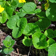 Blätterfoto Viola biflora