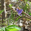 Foto Kelch Viola collina