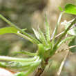 Foto von Besonderheit Viola collina