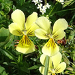 Portraitfoto Viola lutea