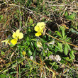 Habitusfoto Viola lutea