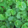 Portraitfoto Viola mirabilis