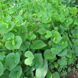 Habitusfoto Viola mirabilis