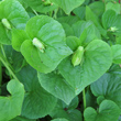 Fruchtfoto Viola mirabilis