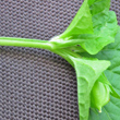 Foto von Besonderheit Viola mirabilis