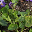 Blätterfoto Viola odorata