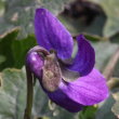 Blütenfoto Viola odorata