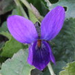 Portraitfoto Viola odorata