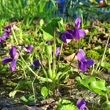 Foto von Besonderheit Viola odorata