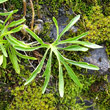 Blätterfoto Viola pinnata