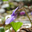 Blütenfoto Viola reichenbachiana