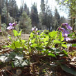 Habitusfoto Viola reichenbachiana