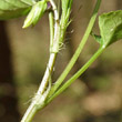 Foto von Besonderheit Viola reichenbachiana