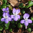 Blütenfoto Viola riviniana