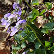 Habitusfoto Viola riviniana