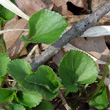 Blätterfoto Viola riviniana