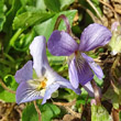 Foto von Besonderheit Viola suavis