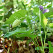 Fruchtfoto Viola reichenbachiana