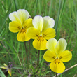 Portraitfoto Viola tricolor subsp.tricolor