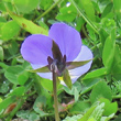 Foto Kelch Viola tricolor subsp.tricolor