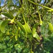 Foto von Besonderheit Viscum album subsp. album