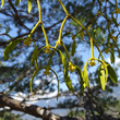 Blütenfoto Viscum album subsp. austriacum