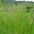 Habitusfoto Vulpia myuros