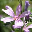 Portraitfoto Malva sylvestris