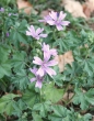 Habitusfoto Malva sylvestris