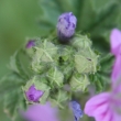 Foto von Besonderheit Malva sylvestris