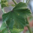 Blätterfoto Malva sylvestris