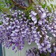 Portraitfoto Wisteria sinensis