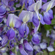 Blütenfoto Wisteria sinensis